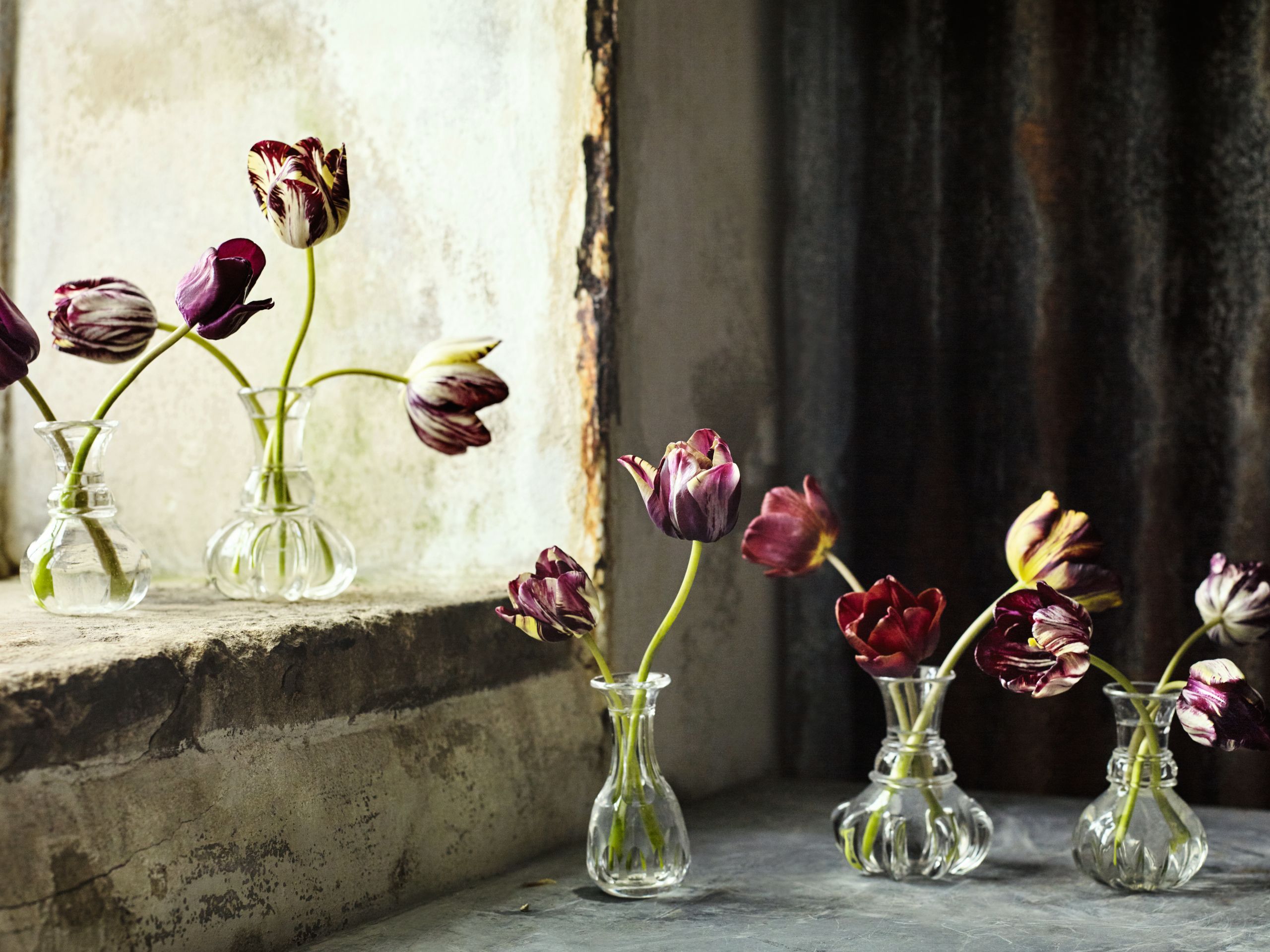 ‘Broken or ‘Rembrandt tulips dating from the 1700s in Polly Nicholsons flower room the tulips will be on display at...