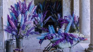 Image may contain: Flower, Flower Arrangement, Plant, Purple, Lavender, Lupin, Animal, Canine, Dog, Mammal, and Pet